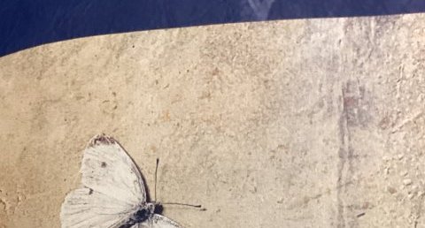 Cerf-volant