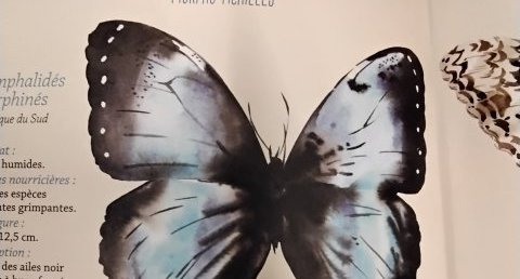 Morpho d'Achille