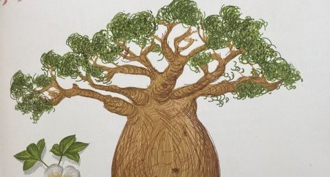 Baobab