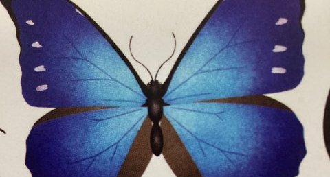 Morpho rhetenor