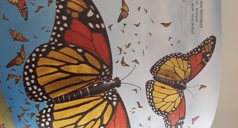 Papillon monarque