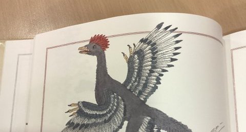 Anchiornis huxleyi