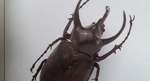 Scarabée d'indonėsie