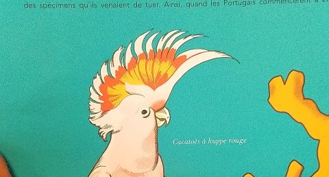 Cacatoès à huppé rouge