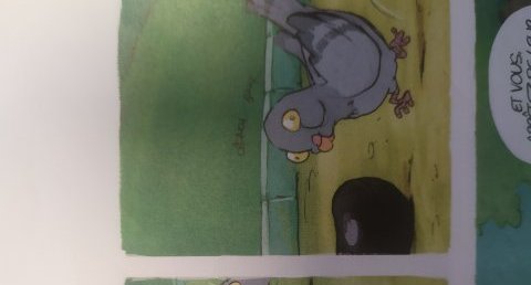 Pigeon