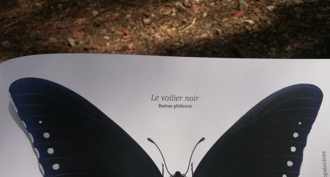 Le voilier noir