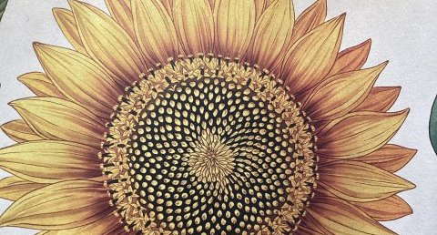 Tournesol