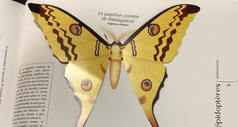 Le papillon comète de Madagascar