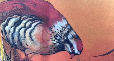 Perdrix rouge