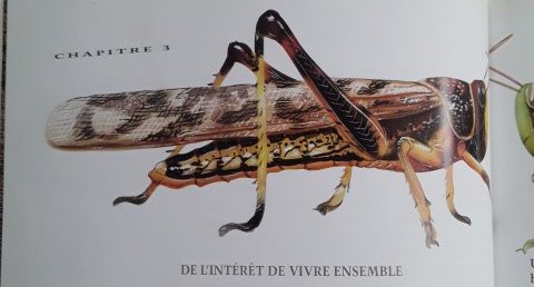 Criquet