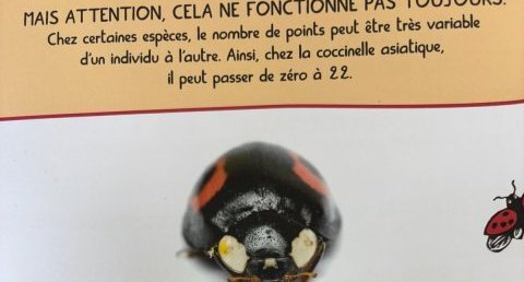 coccinelle