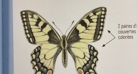 Papillon machaon