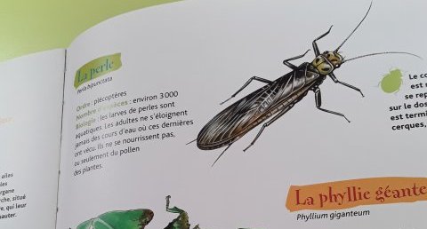 Phyllie géante