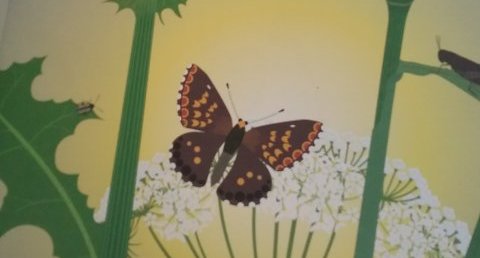 Papillon