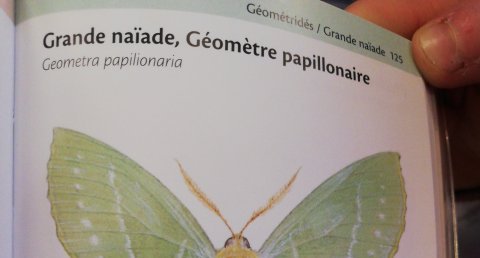 grande naïade, géomètre papillonaire