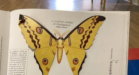 Le papillon de Madagascar