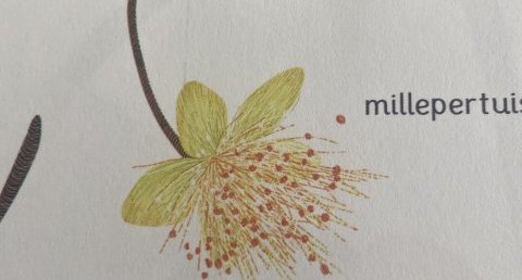 Millepertuis