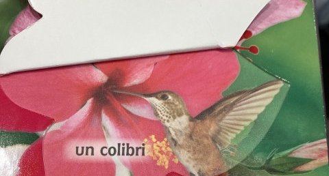 Colibri (femelle)