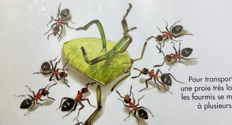 Fourmis
