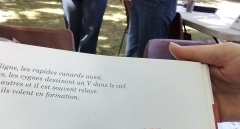 Grue cendré