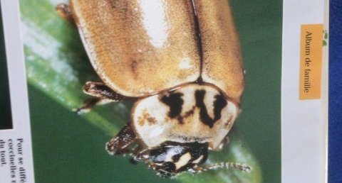 Coccinelle