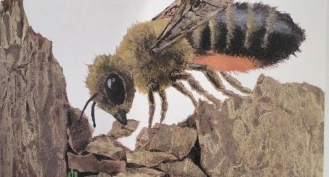 Abeille