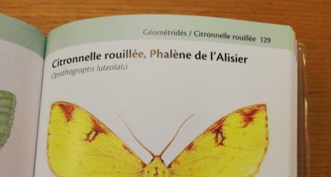 citronnelle rouillée, phalène de l'Alisier