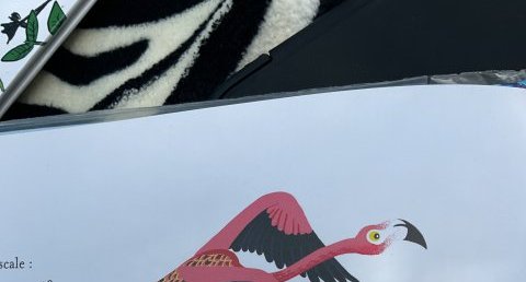 Flamant rose
