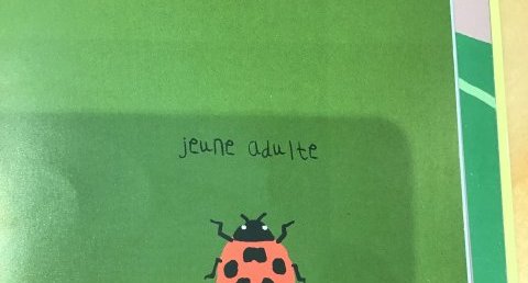 Coccinelle