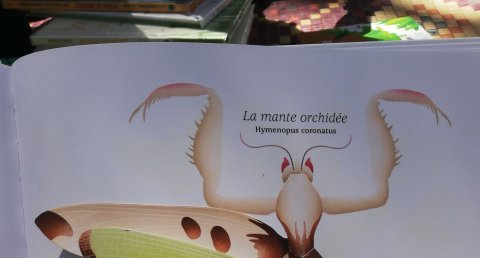 La mante orchidée