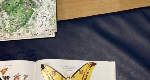 Papillon comète