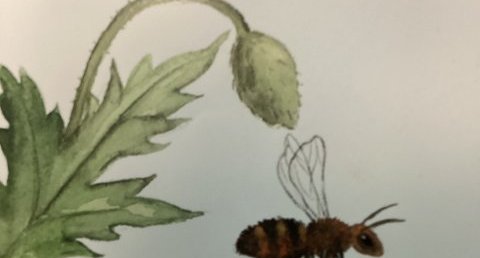 abeilles