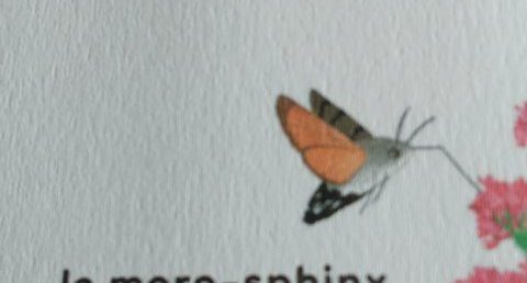 Moro-sphinx