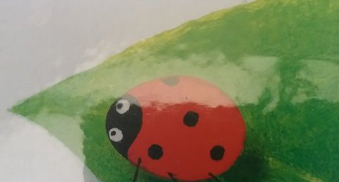 Coccinelle