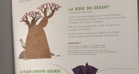 La fleur chauve-souris