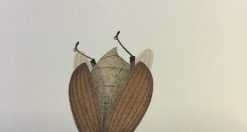 Coleoptere