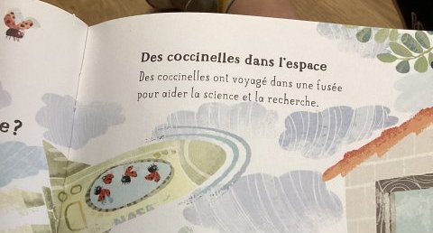 Coccinelle