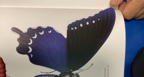 Papillon