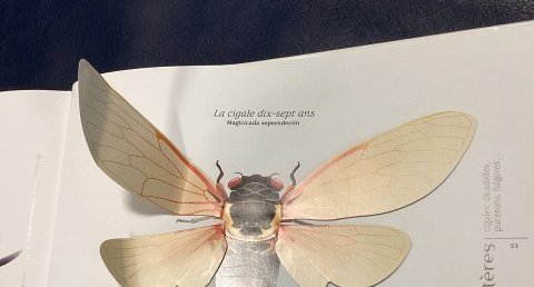 La cigale dix sept ans