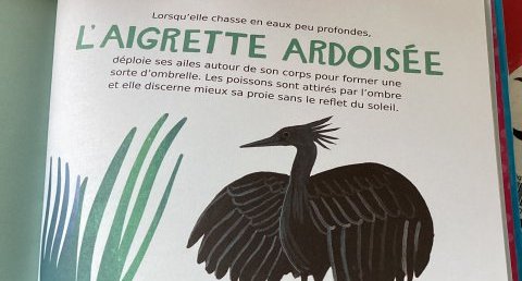 Aigrette ardoisée