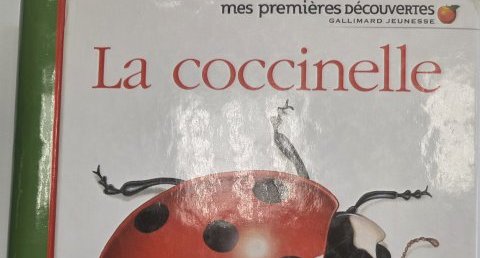 Coccinelle
