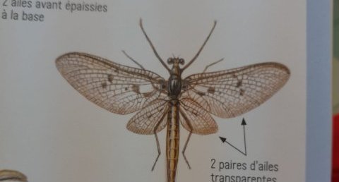 la mouche de mai