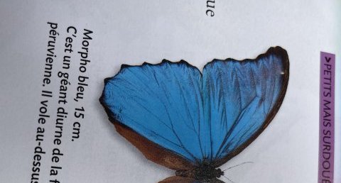 Morpho bleu