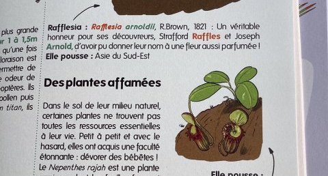Le Nepenthes rajah