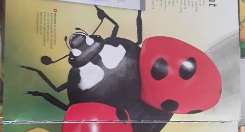 Coccinelle