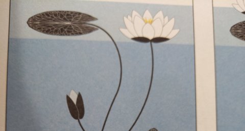 Nénuphar
