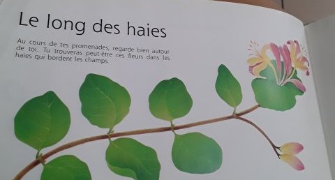 Chèvrefeuille