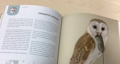 Oiseau