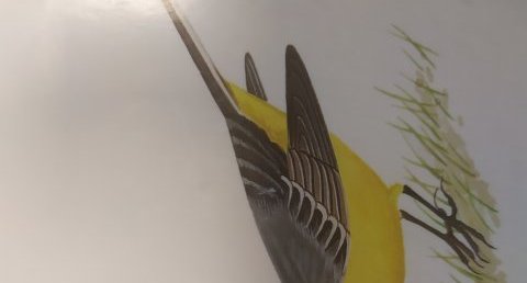 L'oiseau