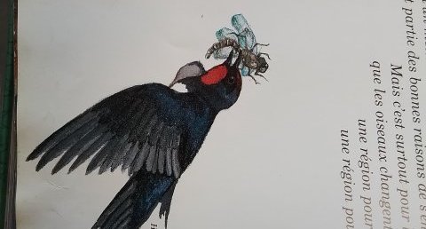 Hirondelle